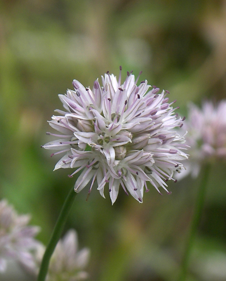 Изображение особи Allium glomeratum.