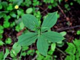 Paris quadrifolia. Цветущее растение с пятью листьями. Московская обл., Сергиево-Посадский р-н, окр. дер. Тешилово, смешанный лес. 25.06.2016.