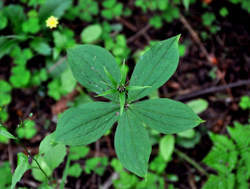 Изображение особи Paris quadrifolia.