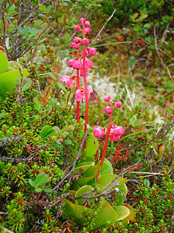 Изображение особи Pyrola incarnata.