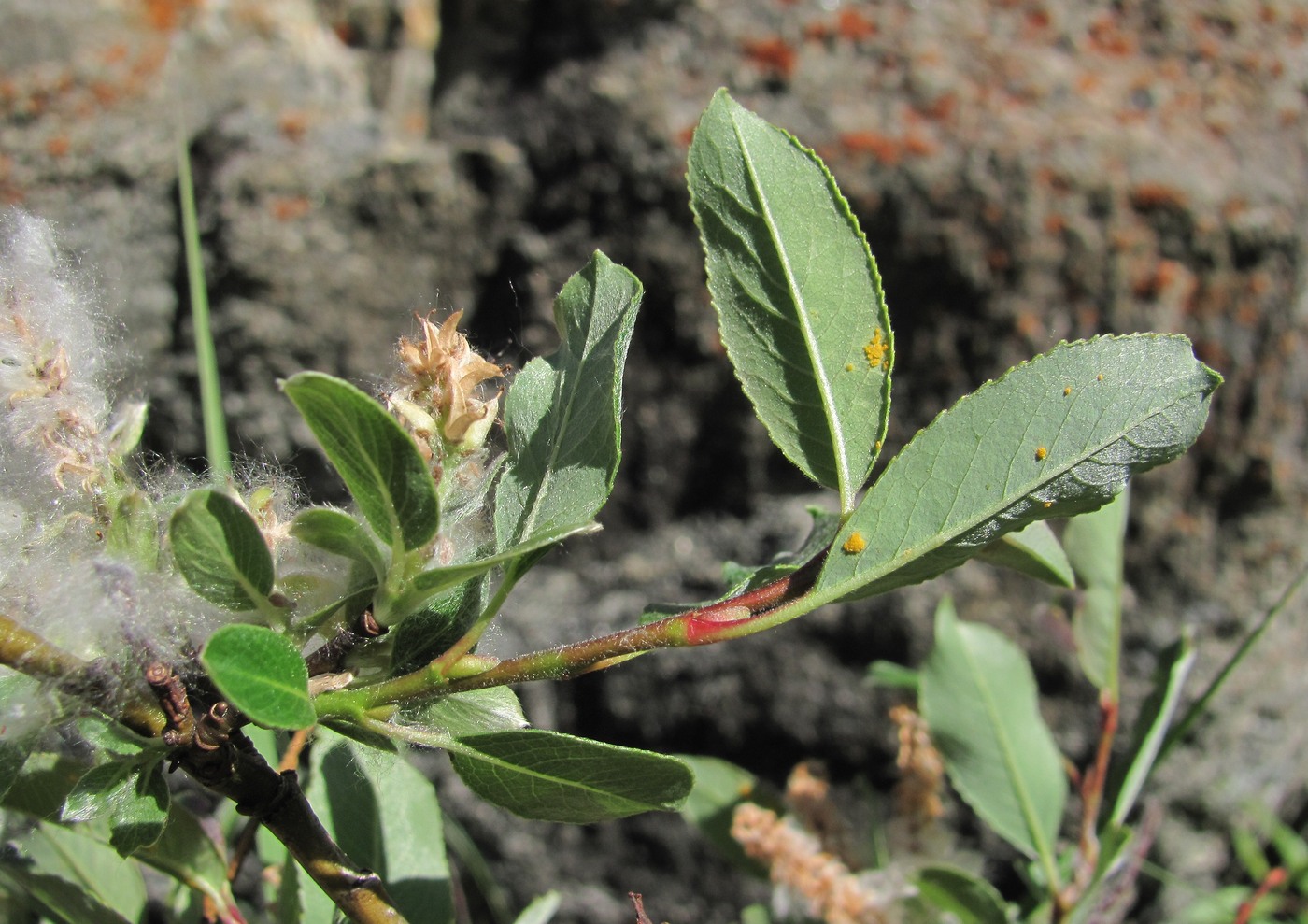 Image of Salix kuznetzowii specimen.