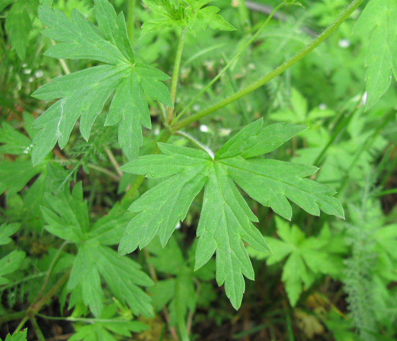 Image of Geranium sibiricum specimen.