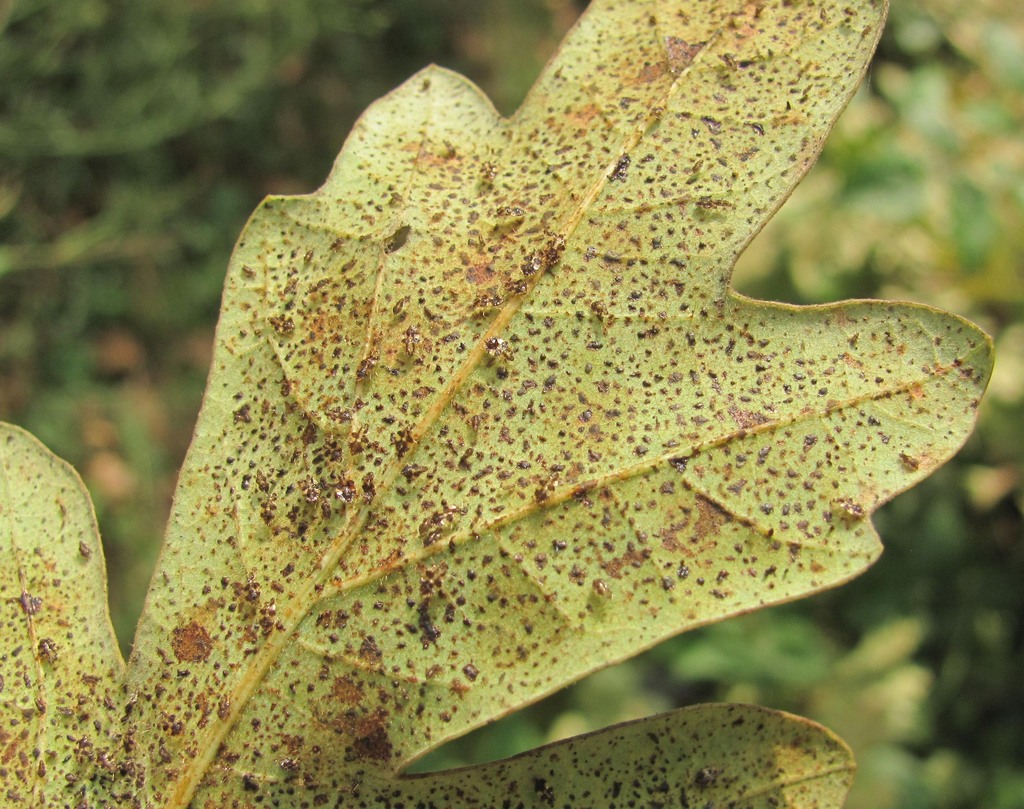 Image of Quercus robur specimen.