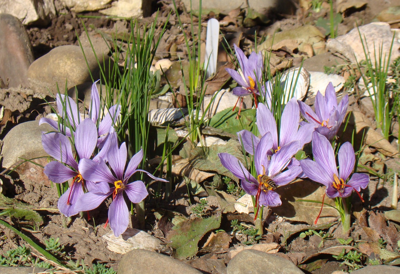 Crocus sativus корнями,