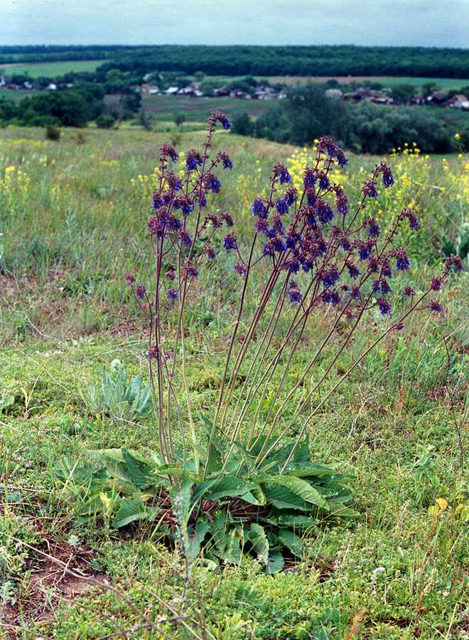 Image of Salvia nutans specimen.