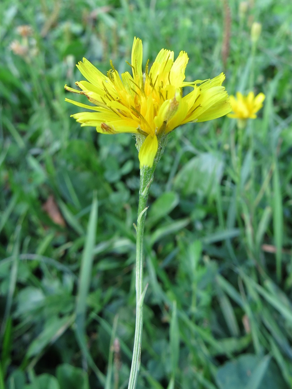 Image of Scorzoneroides autumnalis specimen.