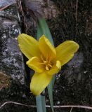 Tulipa uniflora