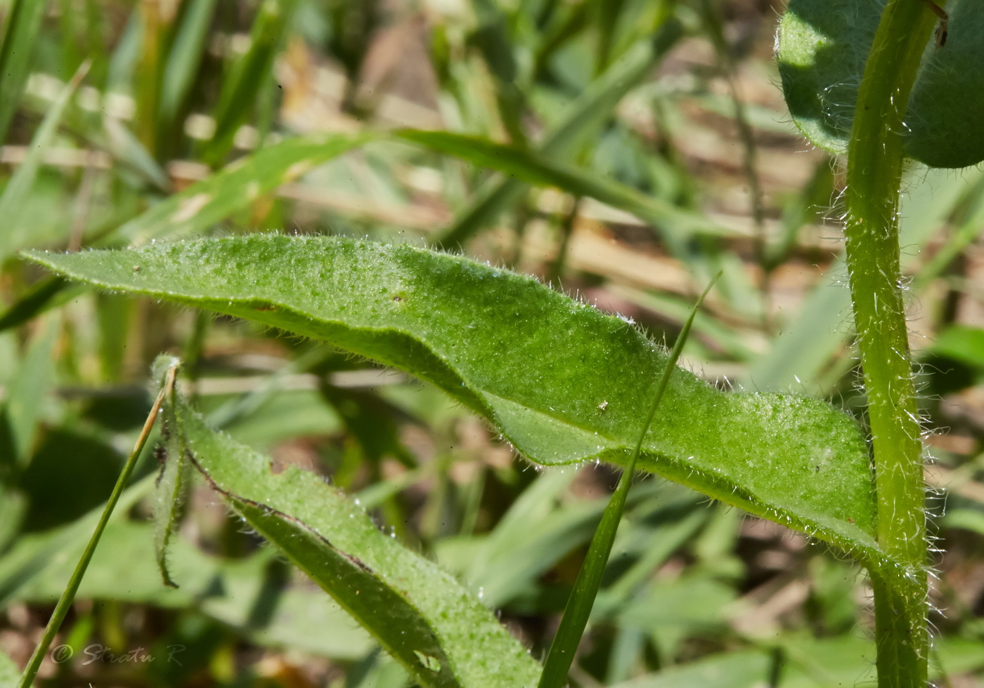 Image of Nonea rossica specimen.