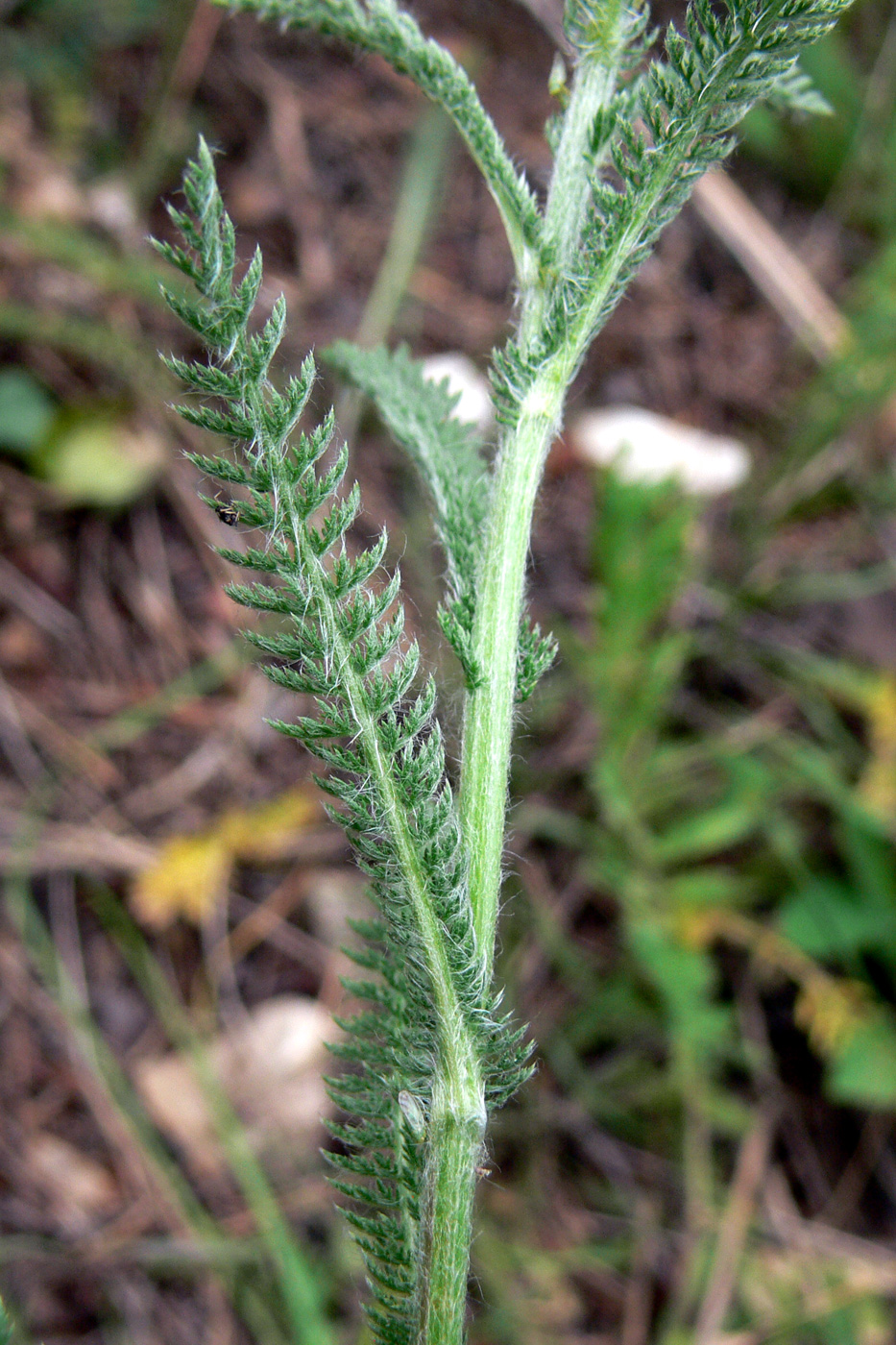 Image of Achillea nigrescens specimen.