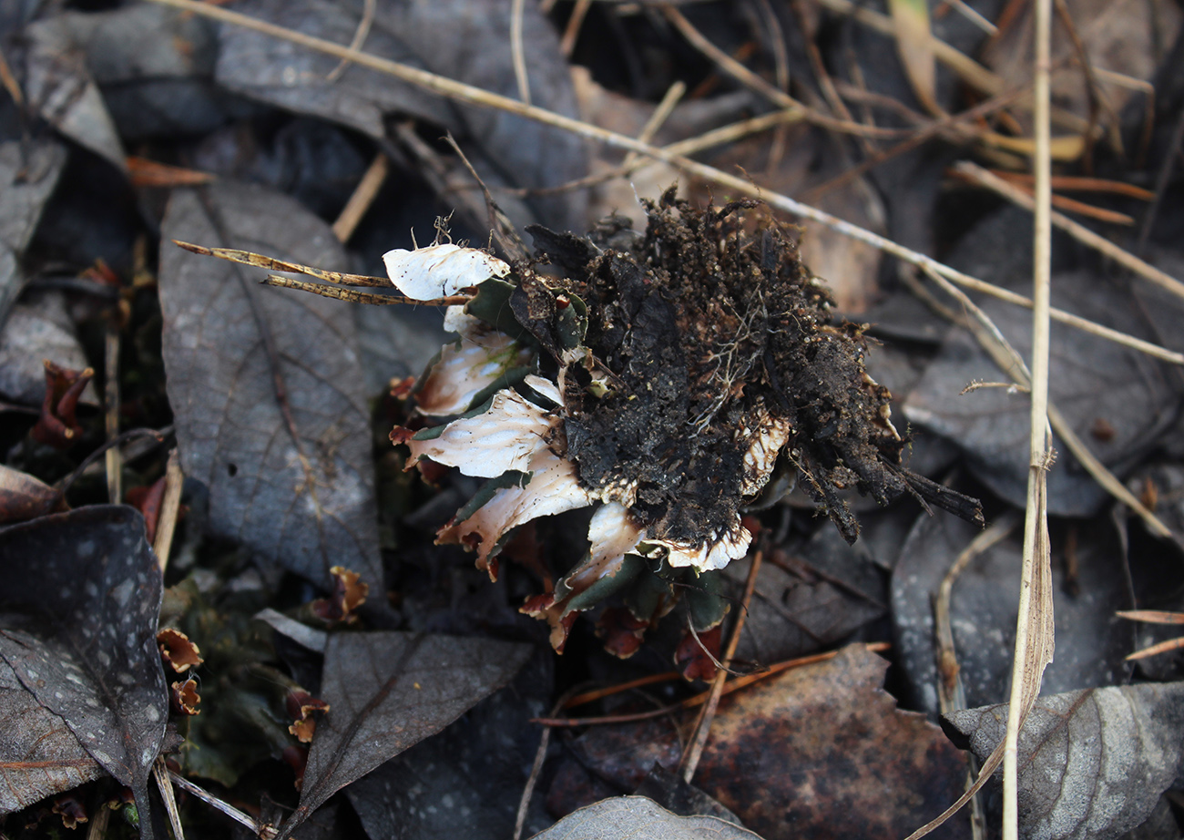 Image of Peltigera polydactylon specimen.