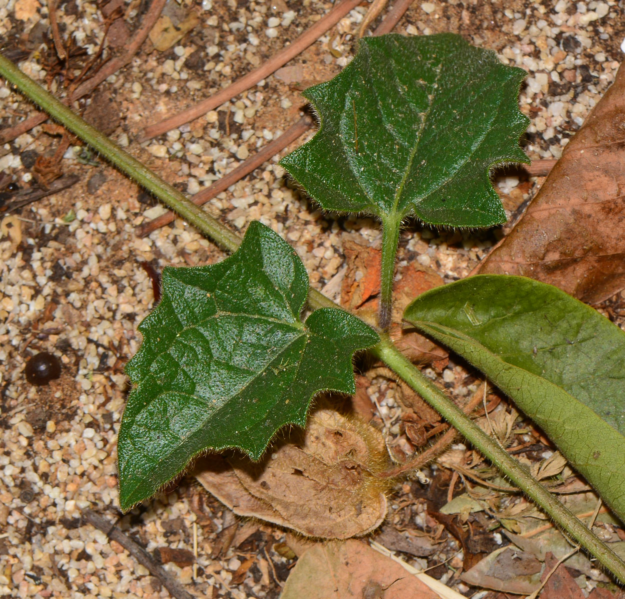 Image of Thunbergia gregorii specimen.