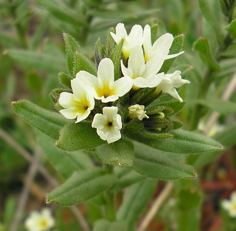 Image of Buglossoides rochelii specimen.