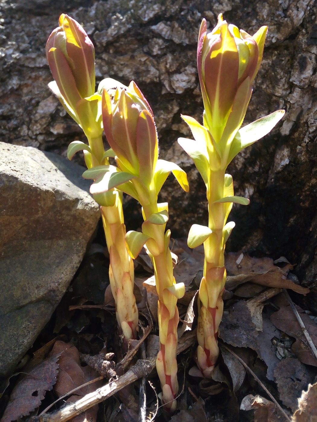 Image of Euphorbia komaroviana specimen.