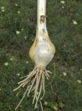 Allium sphaerocephalon. Луковица и корневая система (верхние чешуи удалены, отчего стали видны дочерние луковички). Крым, Тарханкутский п-ов, ур. Джангуль, петрофитная степь. 29 июня 2017 г.