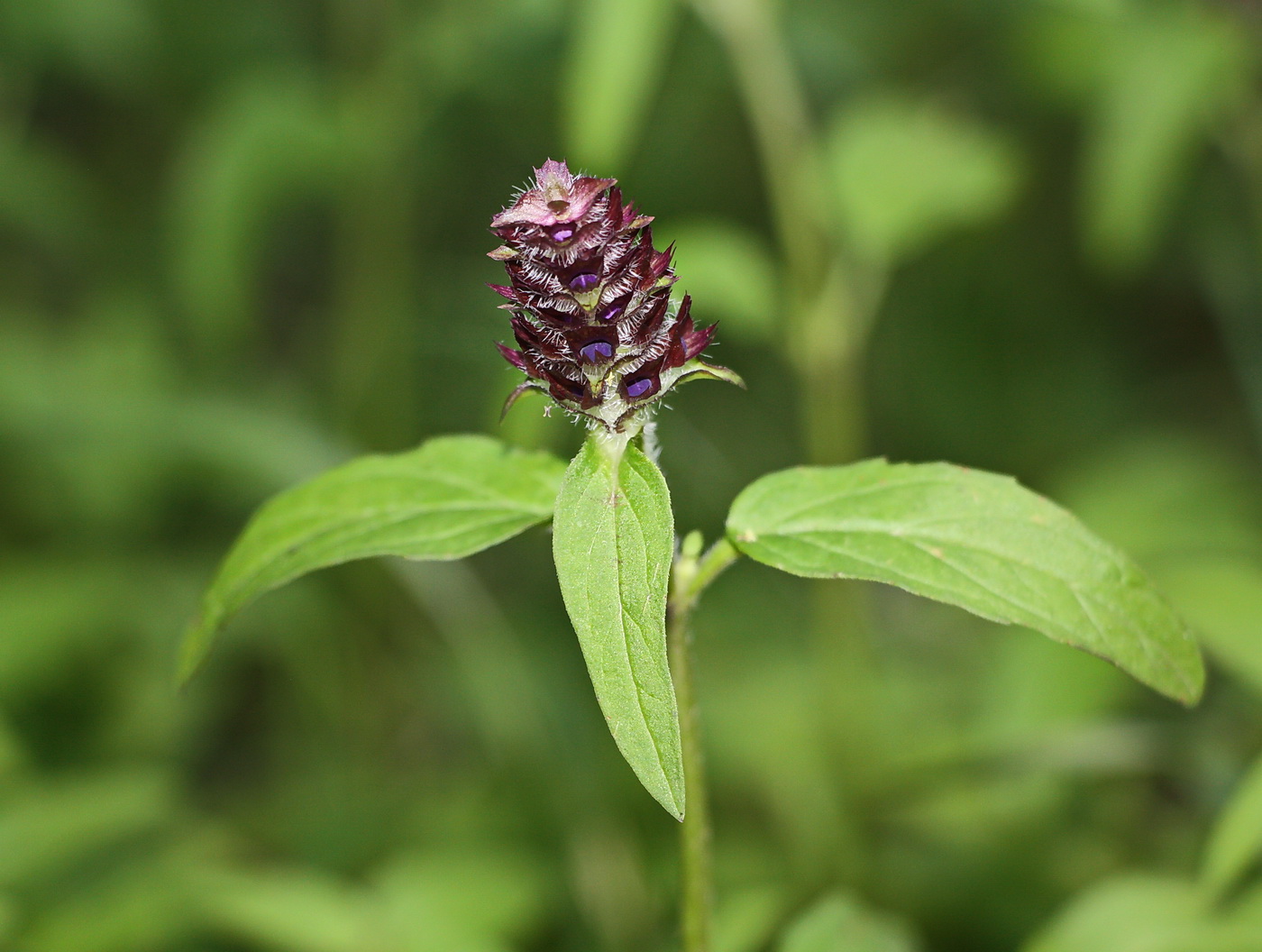 Image of Prunella vulgaris specimen.