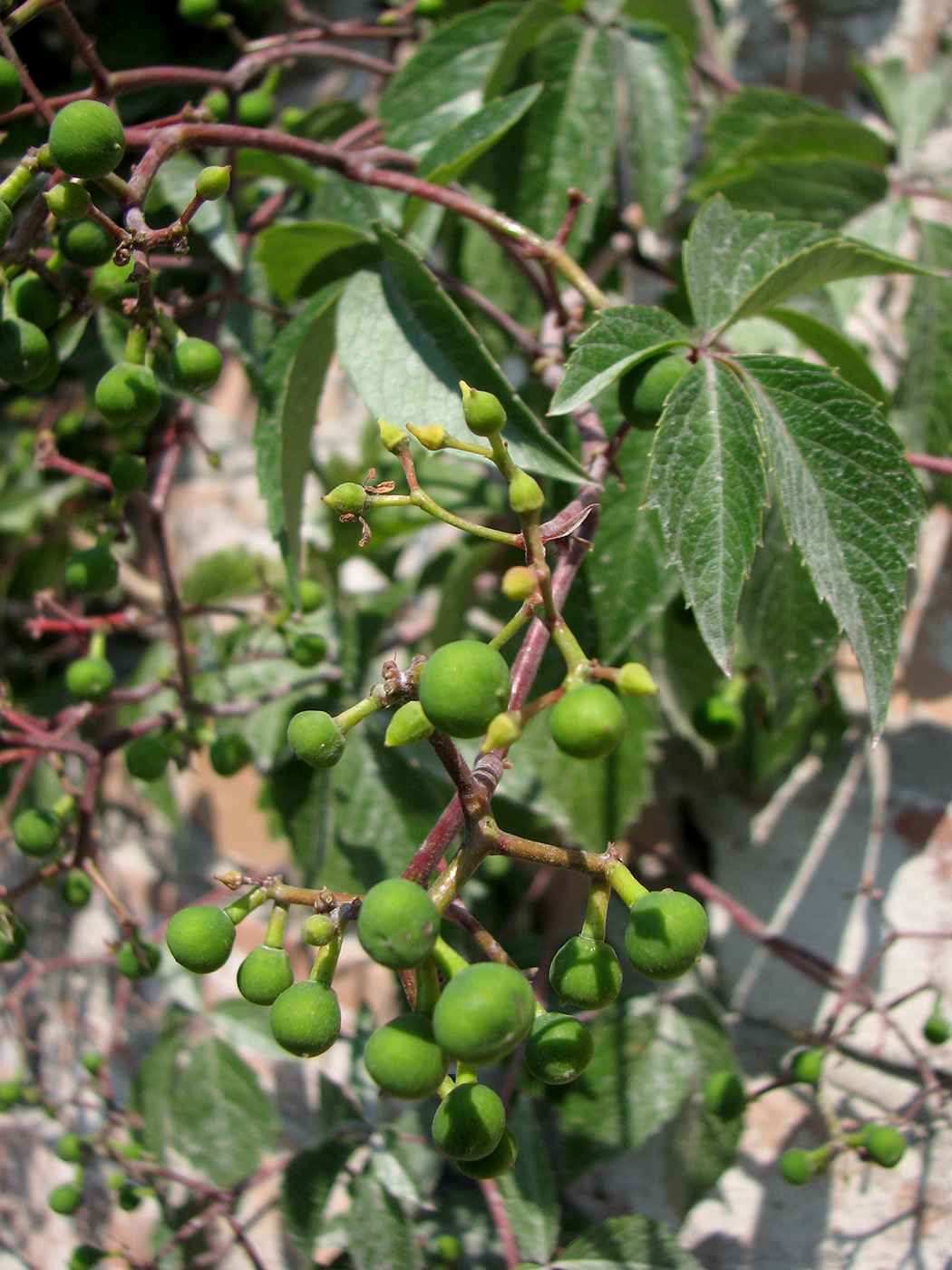 Image of Parthenocissus quinquefolia specimen.