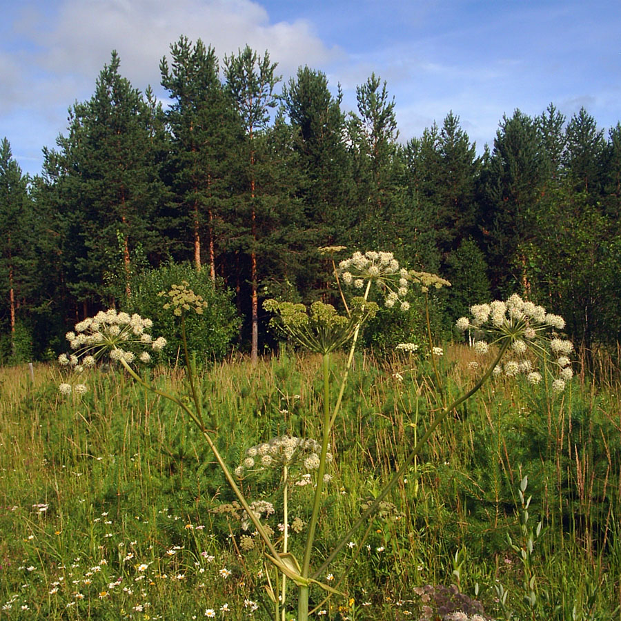 Изображение особи Angelica sylvestris.