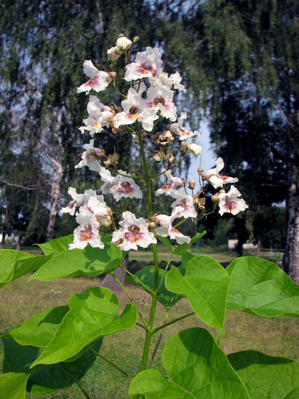 Image of Catalpa bignonioides specimen.