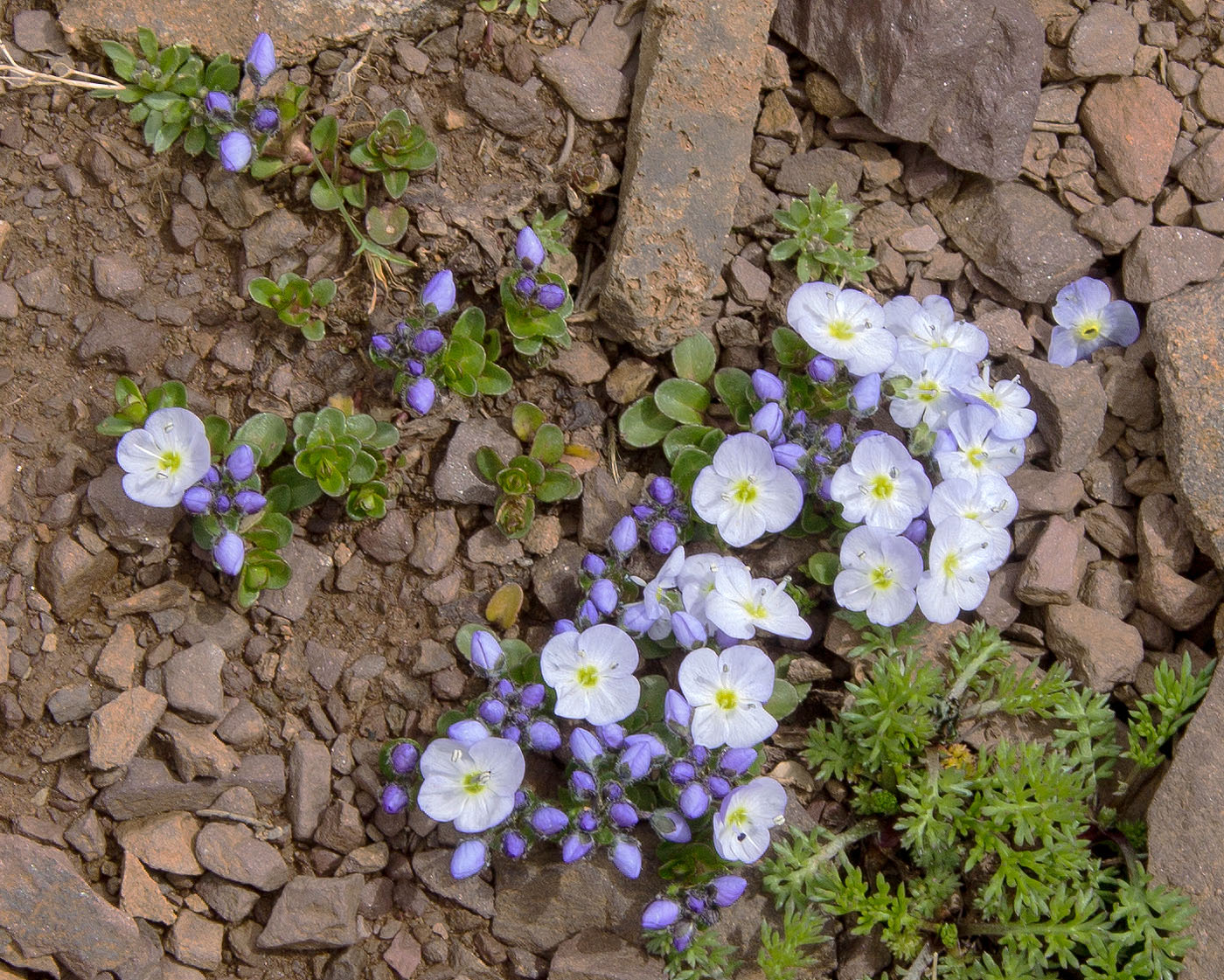 Image of Veronica glareosa specimen.