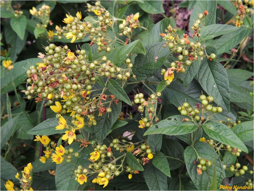 Image of Lysimachia vulgaris specimen.