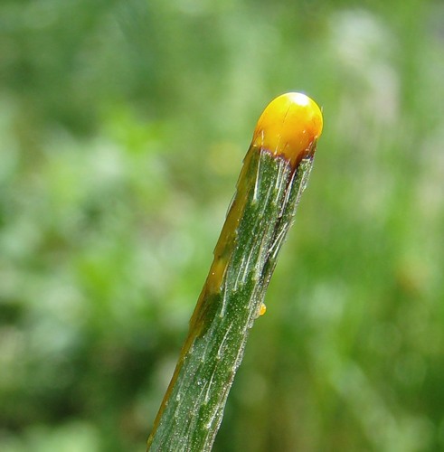 Image of Papaver stevenianum specimen.