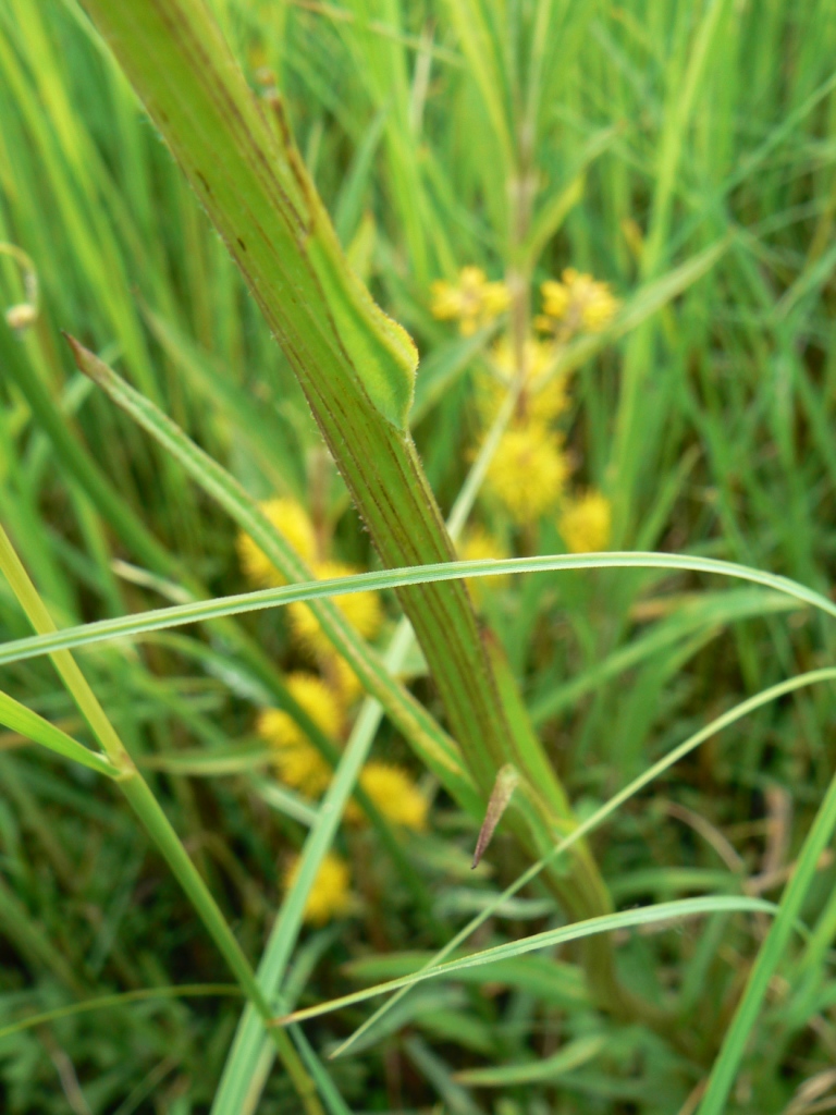 Image of Tephroseris subdentata specimen.