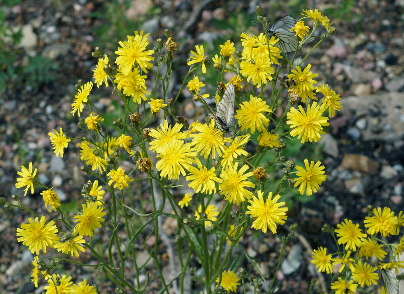 Изображение особи Crepis tectorum.