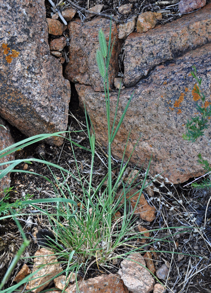 Image of genus Agropyron specimen.