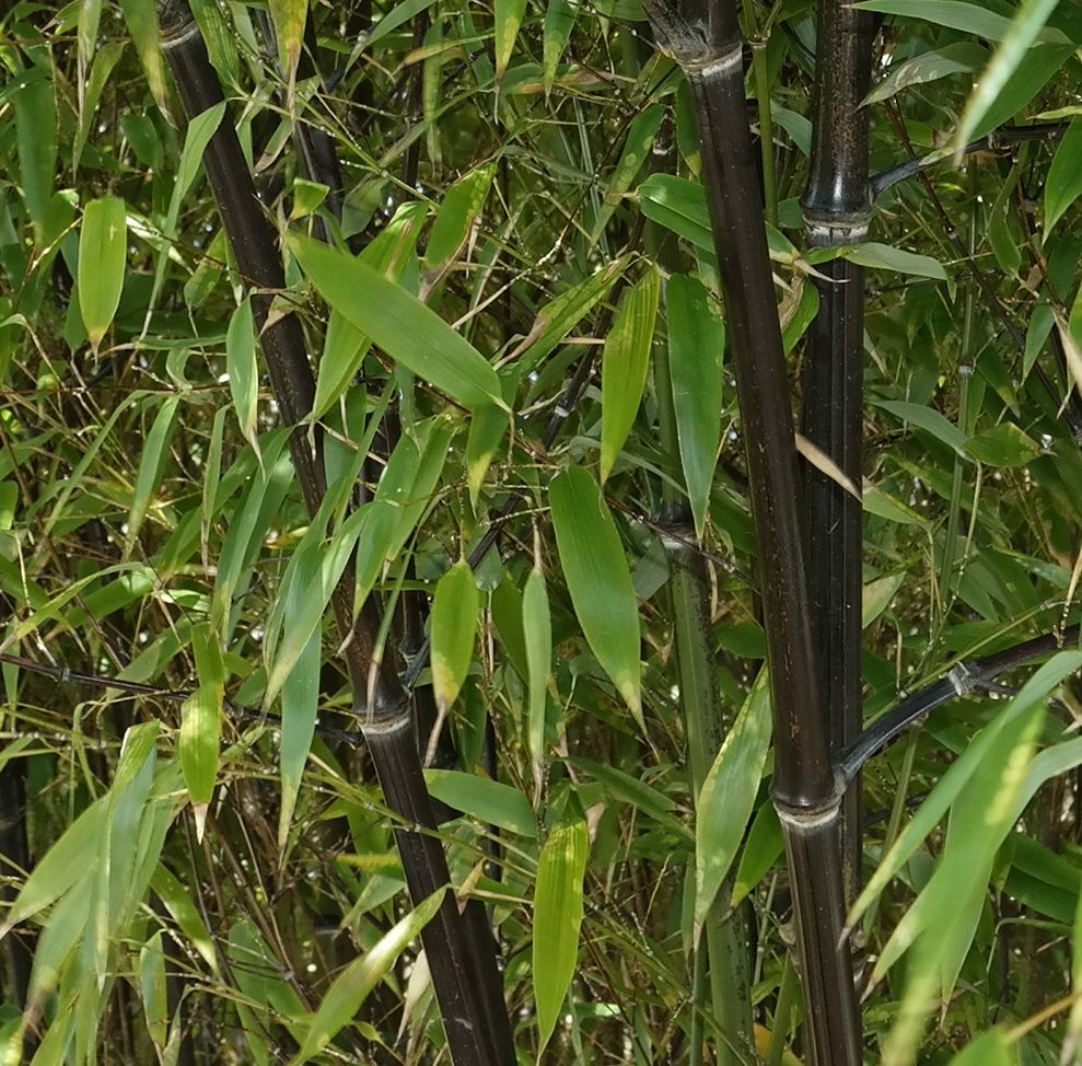 Изображение особи Phyllostachys nigra.