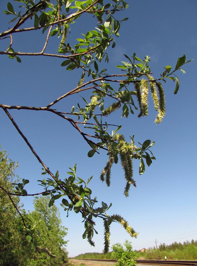 Image of Salix gmelinii specimen.