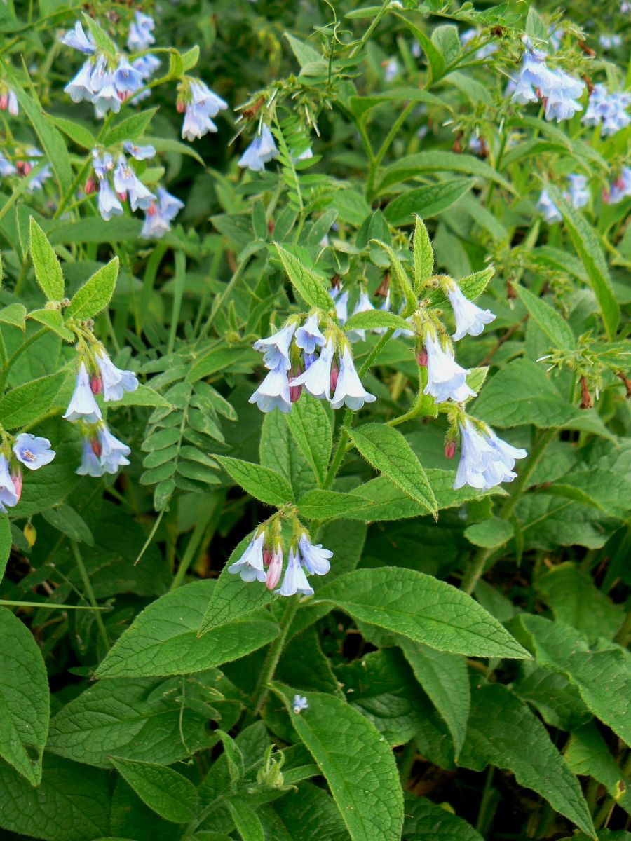 Изображение особи Symphytum asperum.