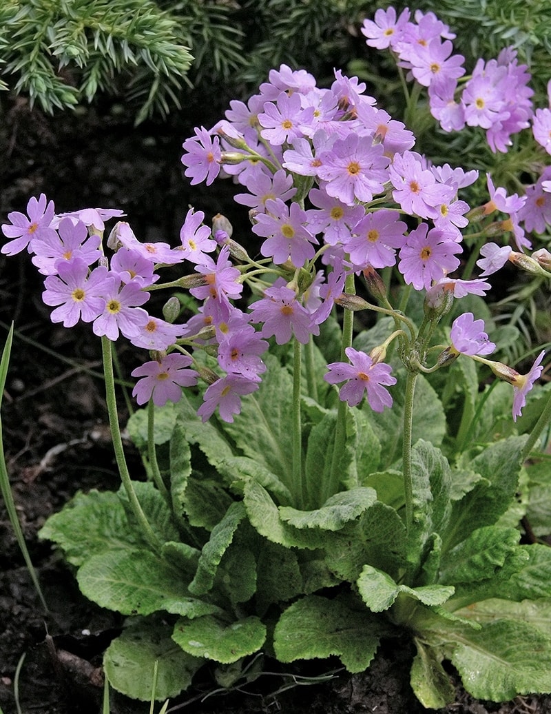 Изображение особи Primula frondosa.
