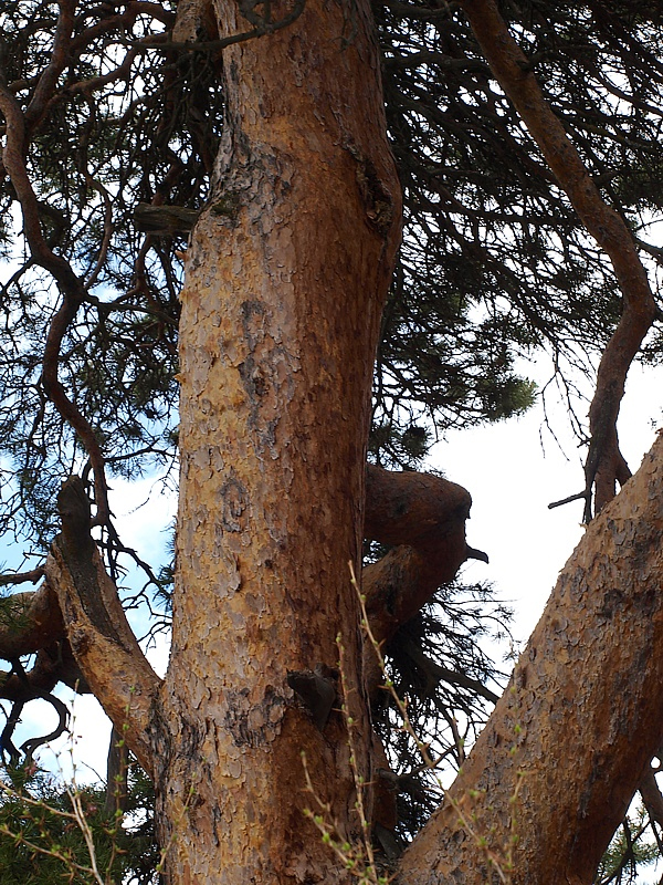 Изображение особи Pinus sylvestris ssp. hamata.