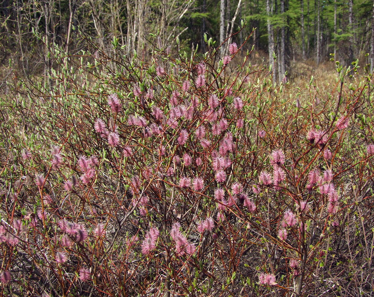 Image of Salix saxatilis specimen.