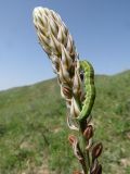 Eremurus comosus