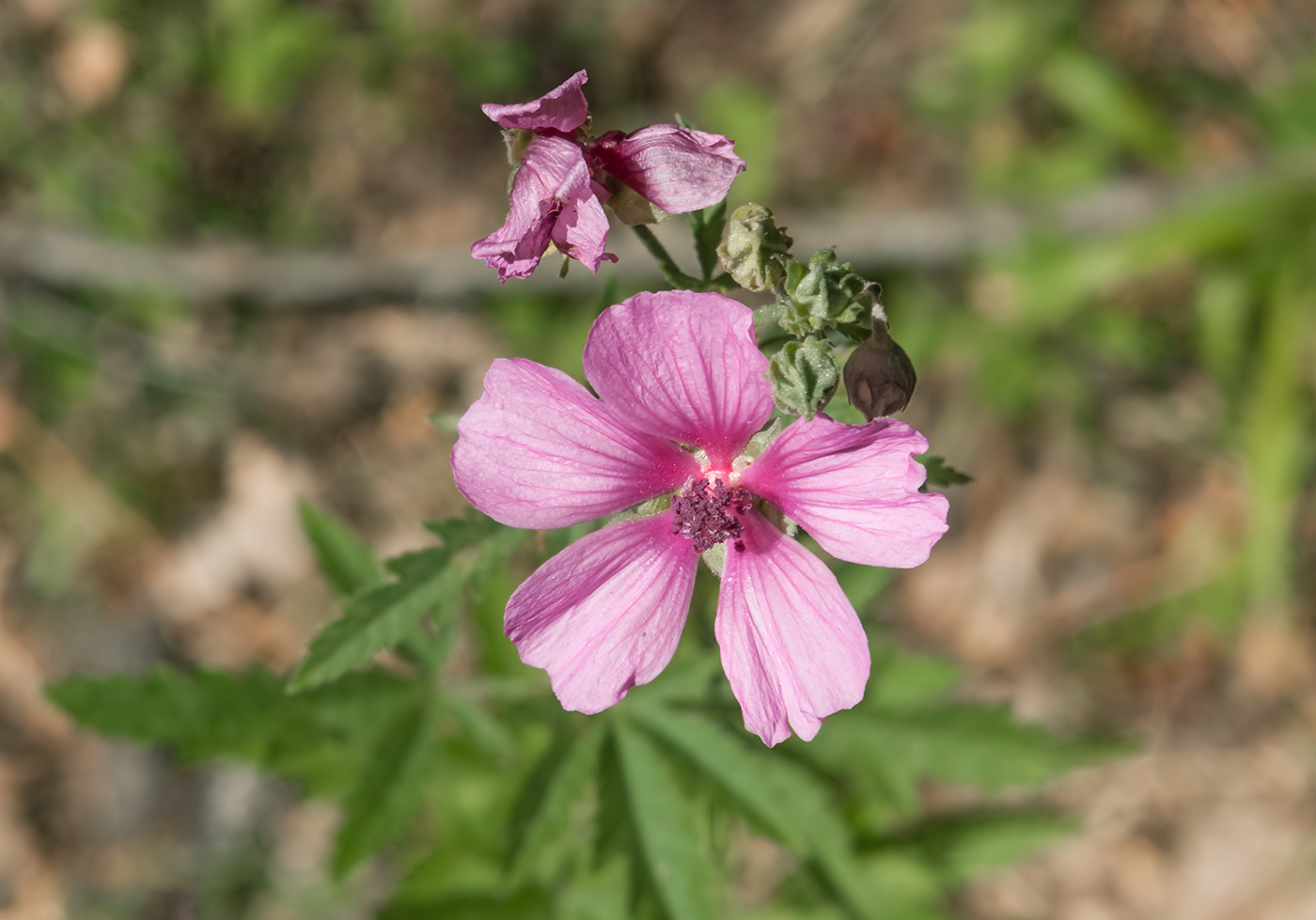 Image of Althaea cannabina specimen.