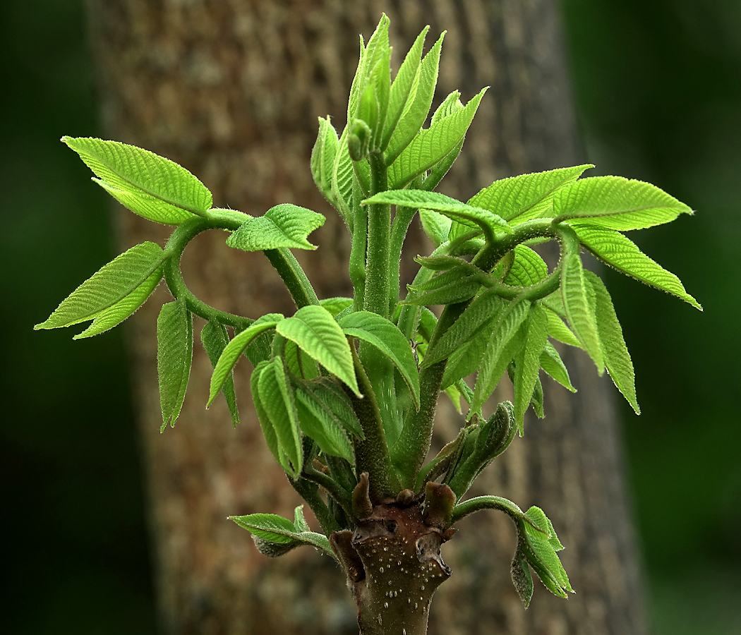 Image of Juglans mandshurica specimen.