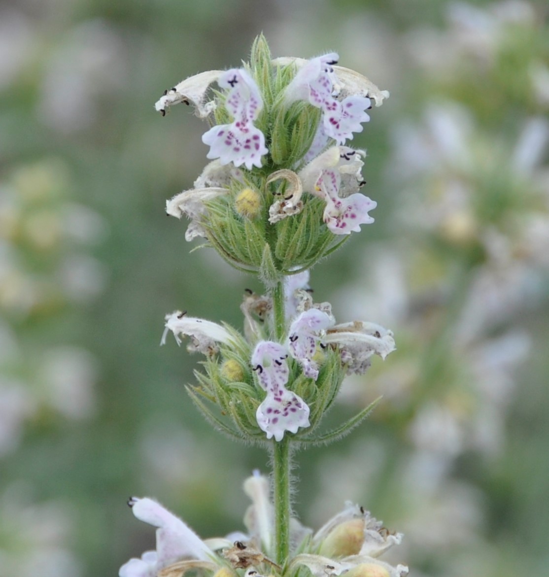 Image of Nepeta italica ssp. troodi specimen.