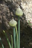Allium karelinii