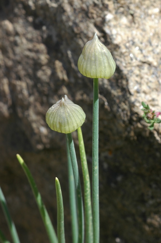 Изображение особи Allium karelinii.