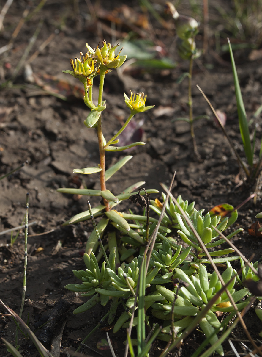 Image of Saxifraga aizoides specimen.