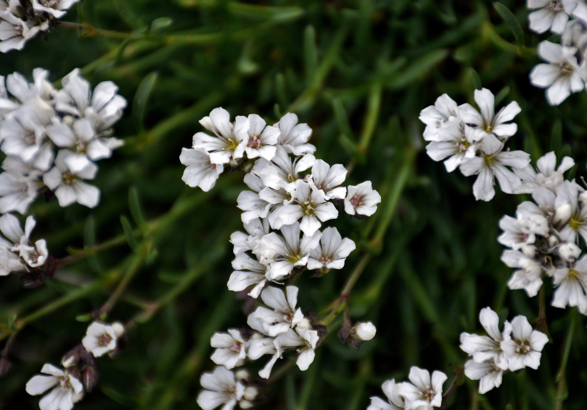 Изображение особи Gypsophila uralensis.