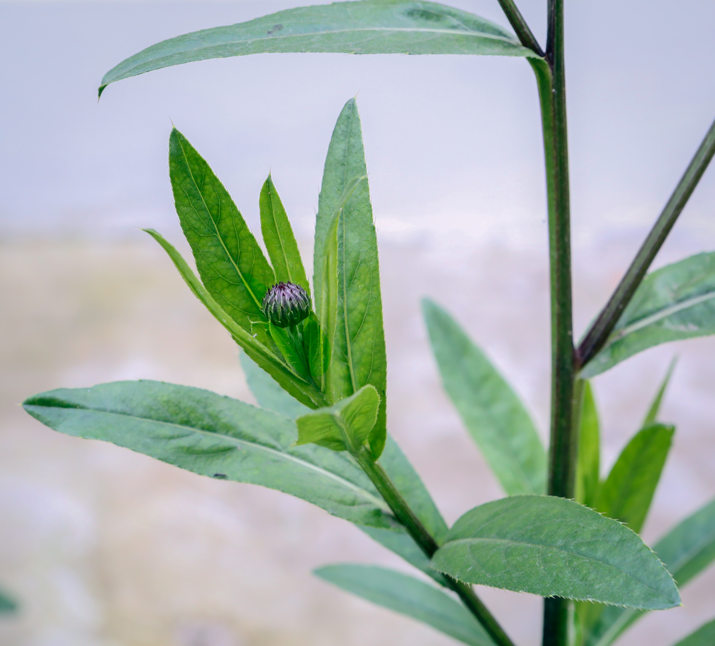 Image of Cirsium setosum specimen.