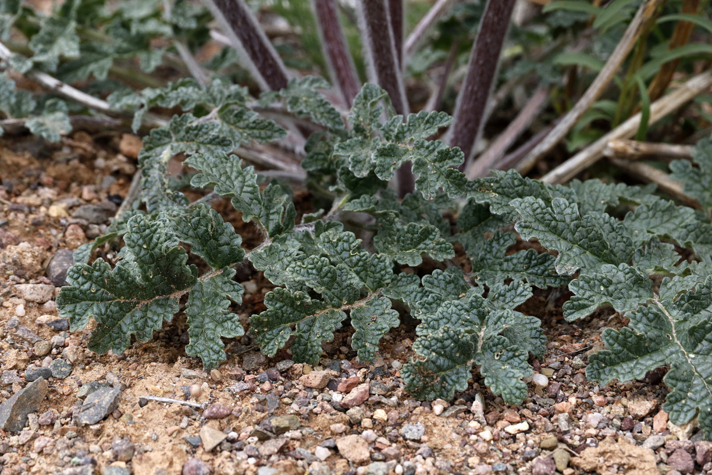 Image of Phlomoides speciosa specimen.