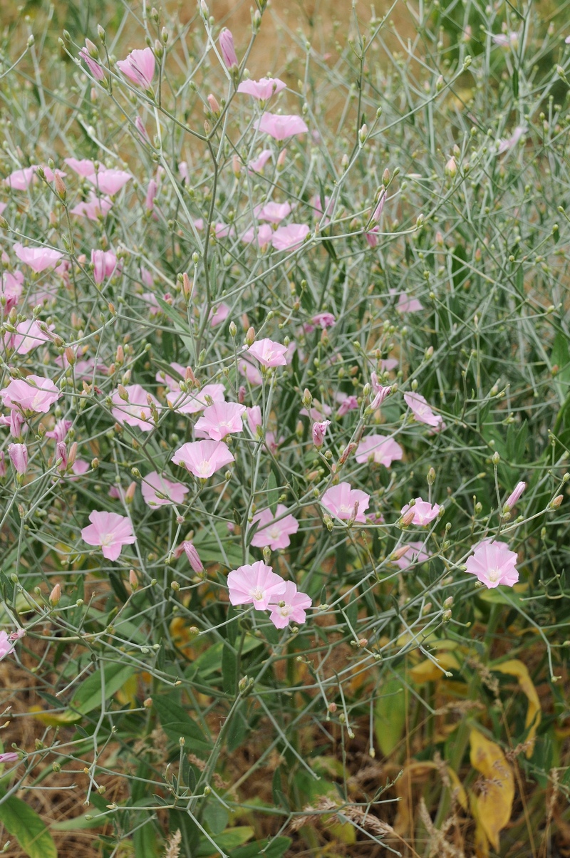 Image of Convolvulus subhirsutus specimen.