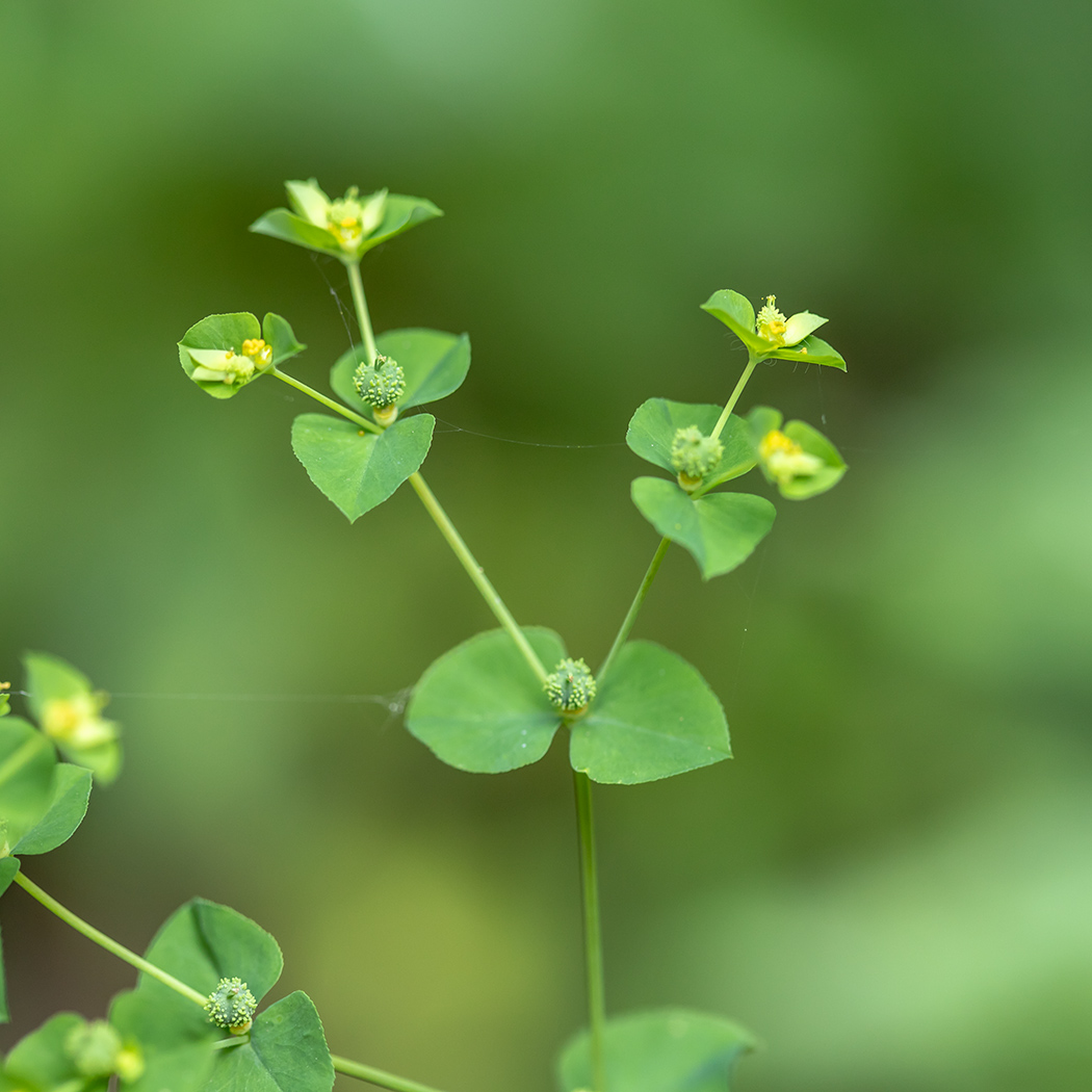 Изображение особи Euphorbia stricta.