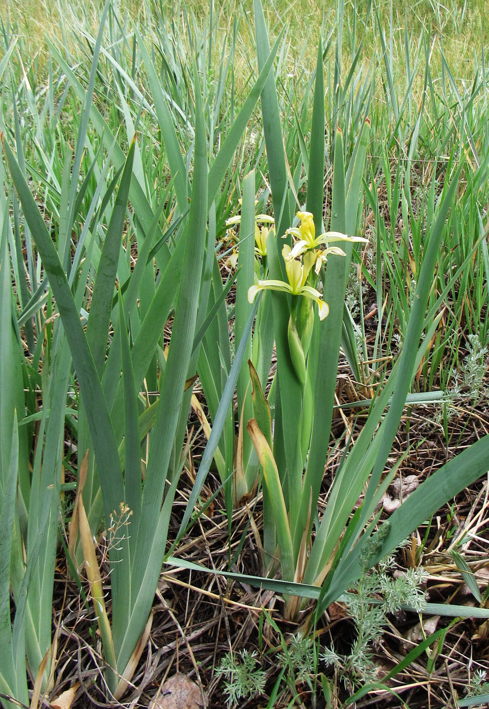 Image of Iris halophila specimen.