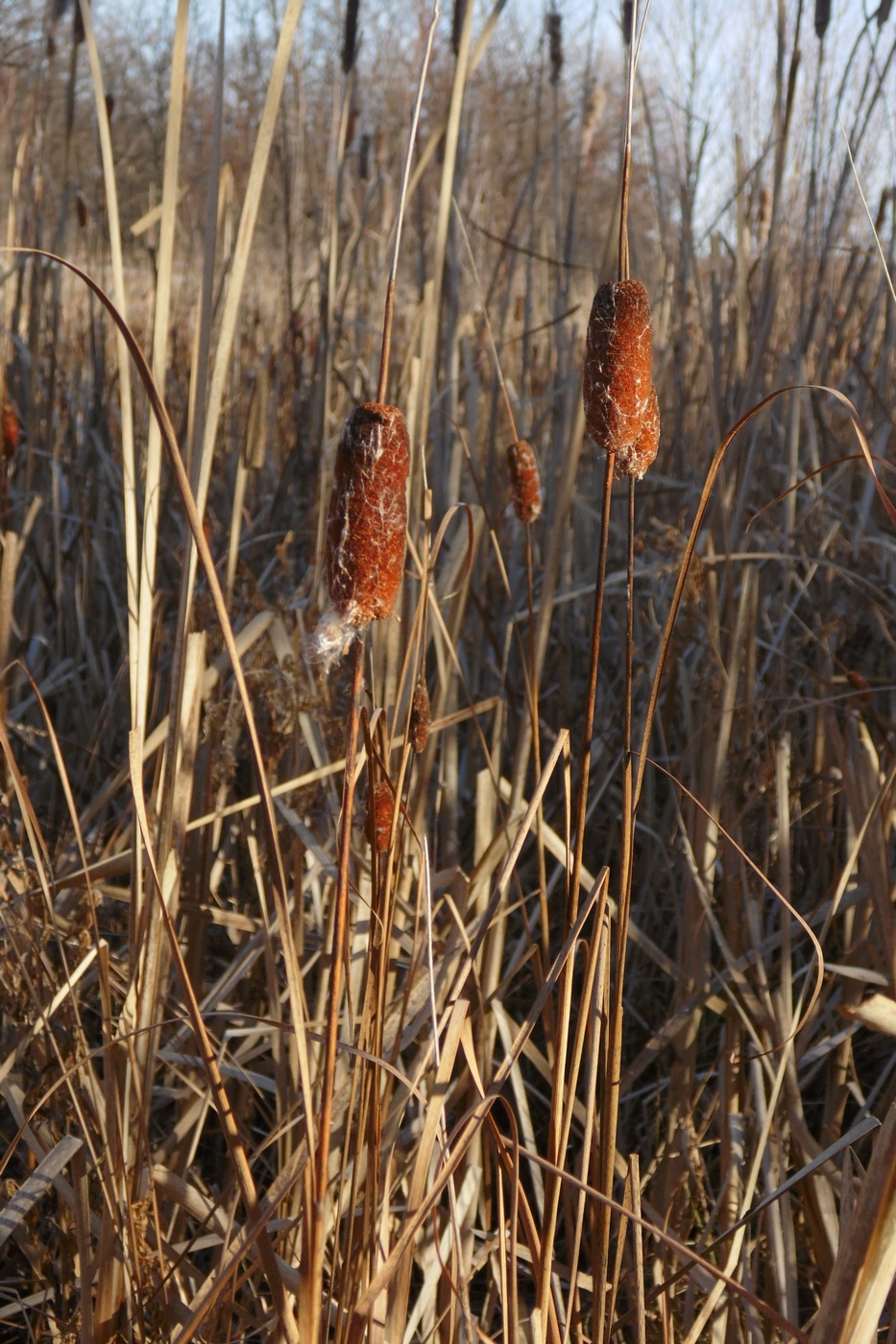 Image of Typha laxmannii specimen.