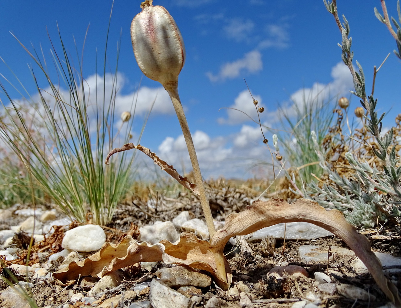 Image of Tulipa alberti specimen.