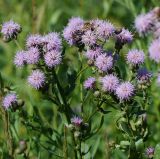 Cirsium setosum